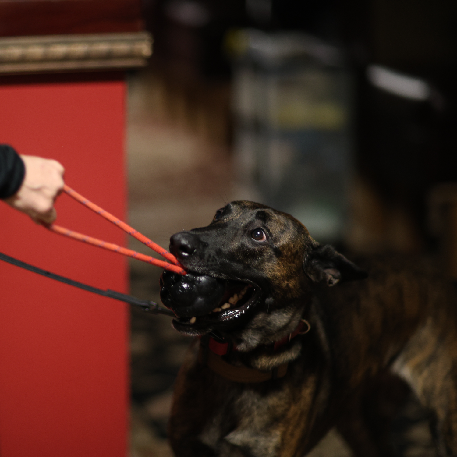 AI K9 Sniffing Box