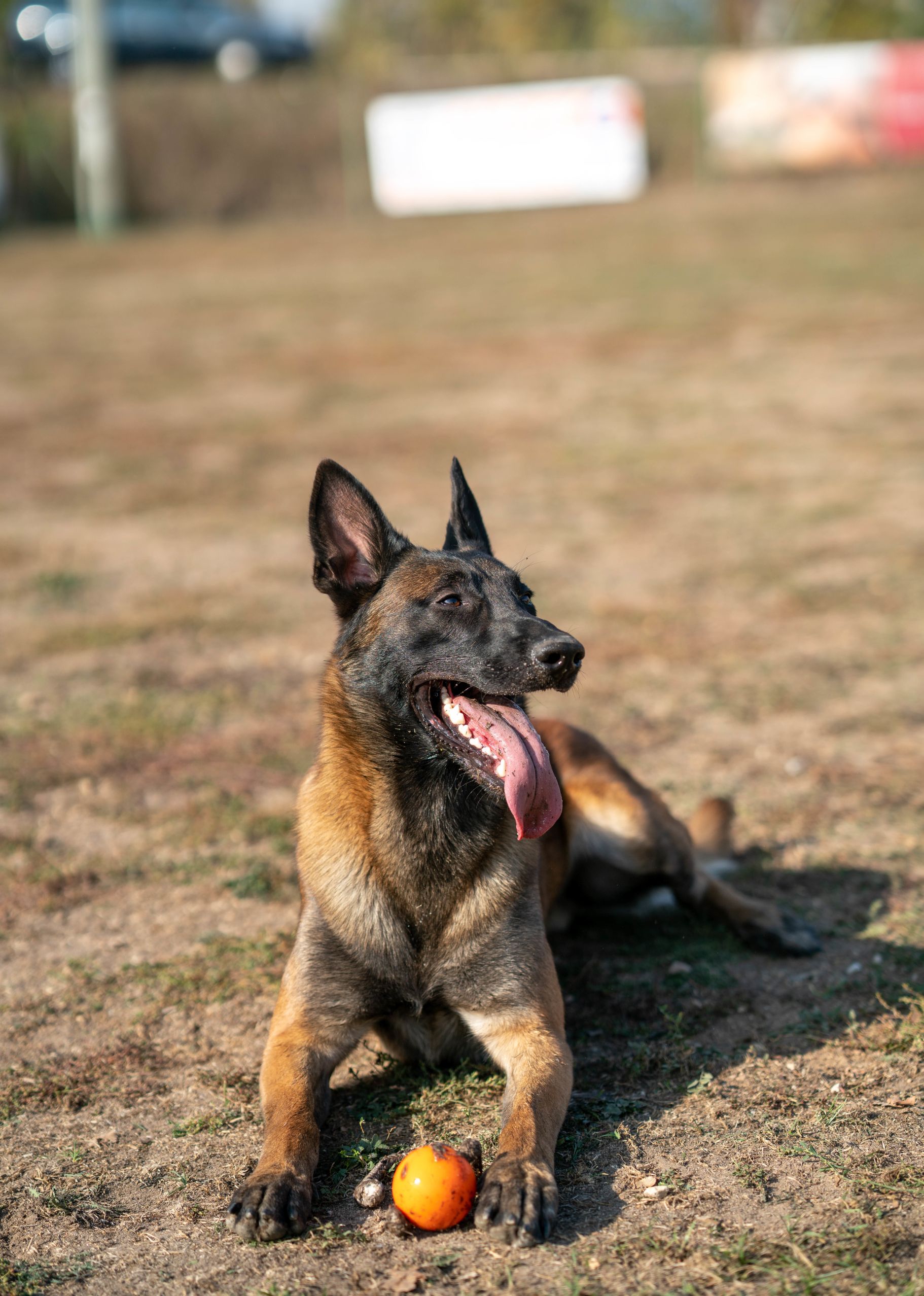 AI K9 Sniffing Box